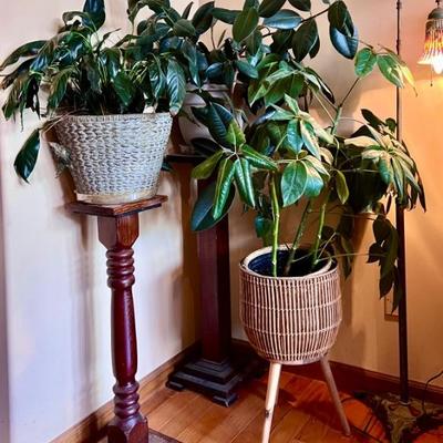Plants