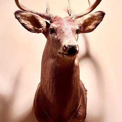 Deer Head