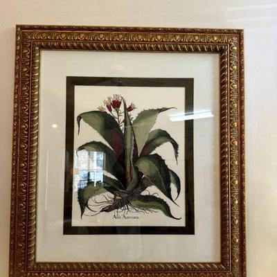 Aloe Americana by Besilius Besler Garden Floral Landscape Wall Decor