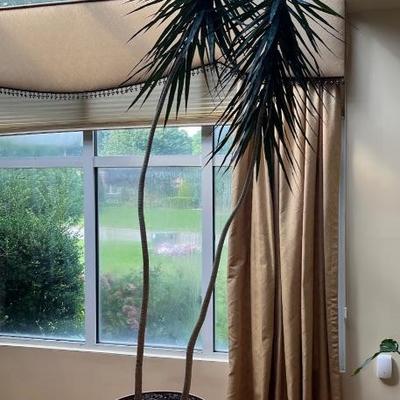 Dragon Tree
