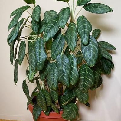 Potted Plant
