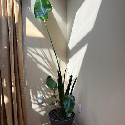 Banana Palm Tree Plant
