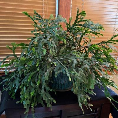 Teal Ceramic Pot w/ Hot Pink Blooming Christmas Cactus	