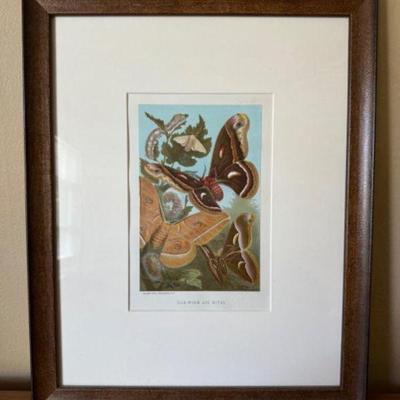 Selmar Hess Silk-Worm & Moths Vintage Print, NY	