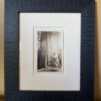 ﻿Vintage Framed Photo of Western Cedar Tree - Seattle Museum Archives.	
