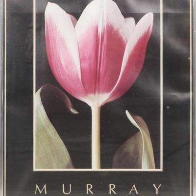 "Tulip" by Murray Alcosser Photography Art Framed Exhibition Print