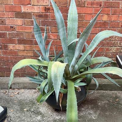 Iron wash pot planter