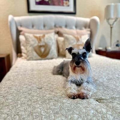 EmmyLou is not for sale/ but the dog pillows seemed like an invitation 