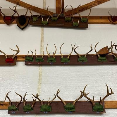 Lots of 4, 6 point antlers