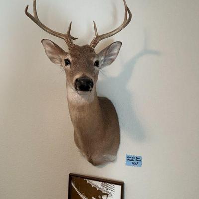 Whitetail Deer Shoulder Mount - $225