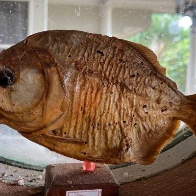 TTT048 Taxidermy Piranha Fish On Stand