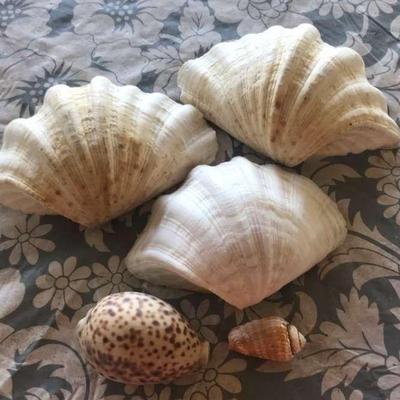 TTT218 - Large Clam & Conch Shells