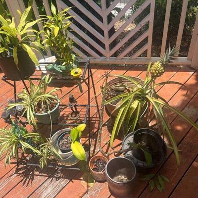 TTT065 Garden Mystery Lot