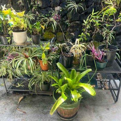 TTT355- Potted Plants & (2)Metal Stands