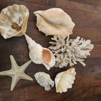 TTT011- Lot of Beautiful Natural Sea Shells 