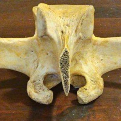 TTT482-Looks And Feels Like Bone
