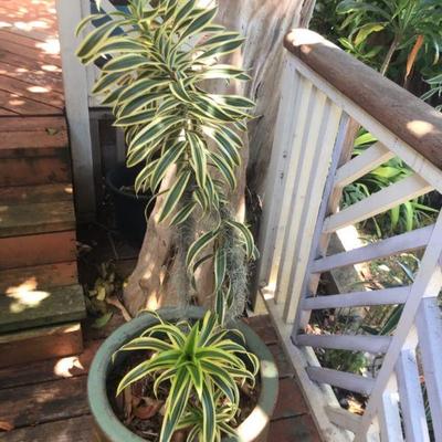 TTT249 - Dracaena Plant