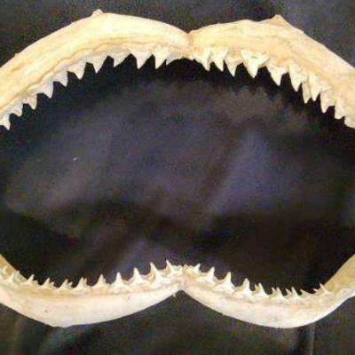 TTT182 - Shark Jaw