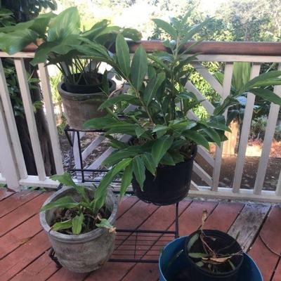 TTT227 - Assorted Green Plants With Stand