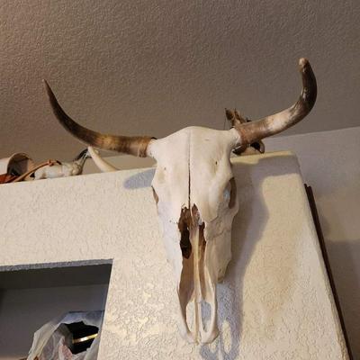 Cow head