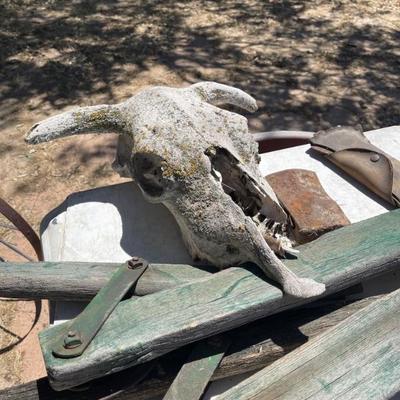 Skull 