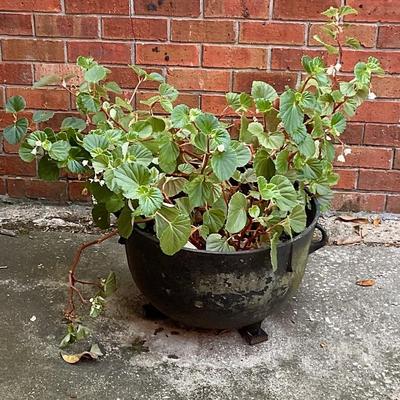 Plant in wash pot 