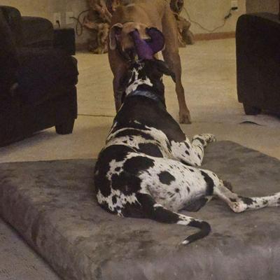 Who doesnt need a picture of Freddy and Duke playing?