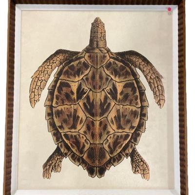 LARGE FRAMED HAWKSBILL SEA TURTLE PRINT
