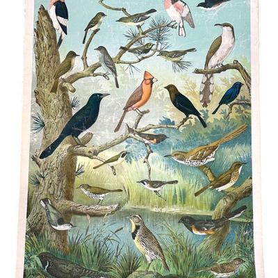 AUDUBON BIRD CHART NO. 2 c. 1900