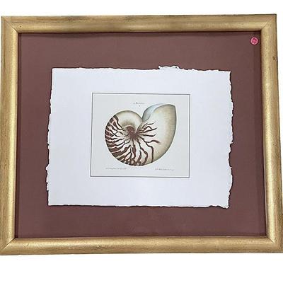 ANTIQUE KNORR HAND-COLORED ENGRAVING NAUTILUS