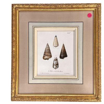 ANTIQUE 1764 GEORGE WOLFGANG KNORR SHELLS