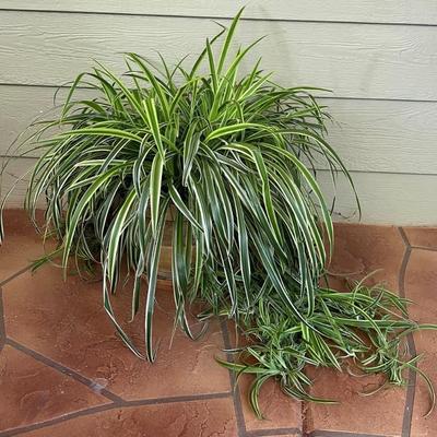 Live 24" Spider Plant With Etched Pottery Planter