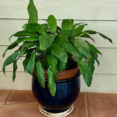 Live 25" Peace Lily With Blue Ceramic Planter
