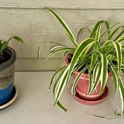 (2) Small Live Plants With Ceramic Planters - Christmas Cactus And Spider Plant