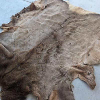 Deer or elk? hide