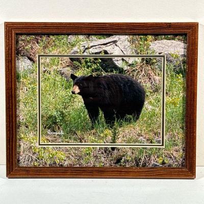 RICHARD KORCZYNSKI BEAR PHOTOGRAPH | Framed photograph of a black bear by Richard V. Korczynski. - l. 11 x w. 9 in (frame)

