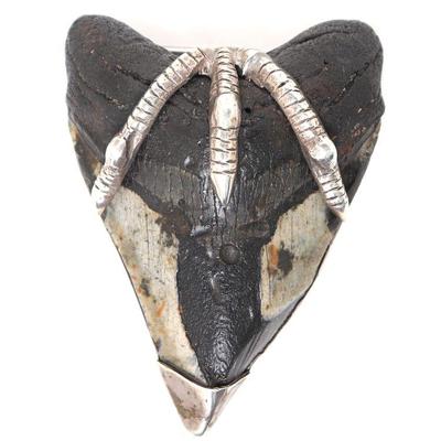 Native American Belt Buckle, Megalodon Tooth