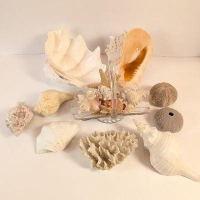 Lot #17 - Sea Life Collection Including Large Conch Shell, Starfish and Coral