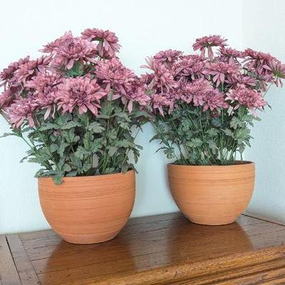Lot #116 - Artificial Pink Chrysanthemums in Terracotta Pots