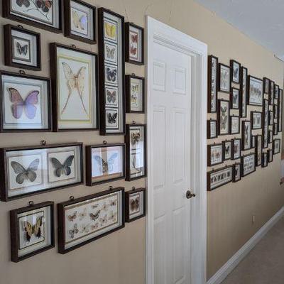 Lot #119 - Framed Butterfly Collection Lot - Hundreds of Unique Mounted Specimens