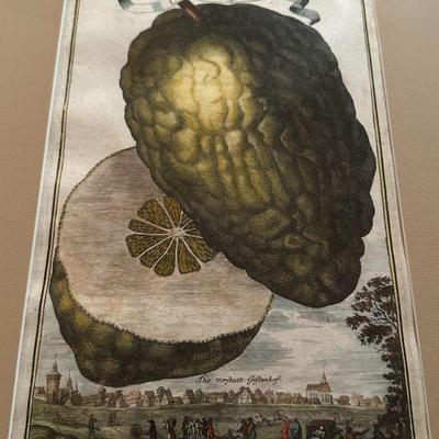 Hand-colored Johan Volckamer Cedar print