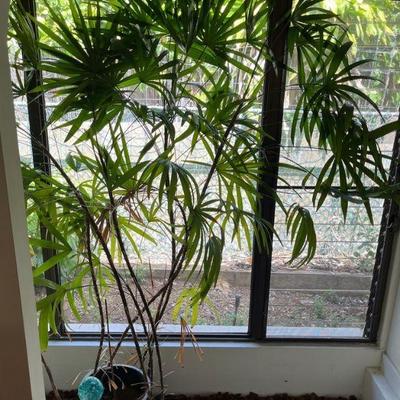KFT010 Tall Rhapis Palm Plant With Glass Water Globe