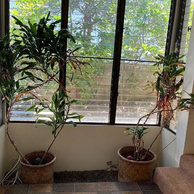 KFT015 Two Large Potted Plants In Baskets With Three Glass Water Globes 