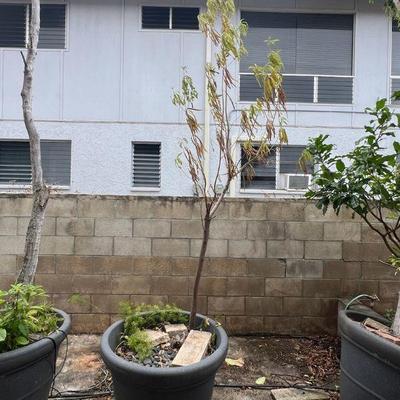 KFT106- Large Potted Tree