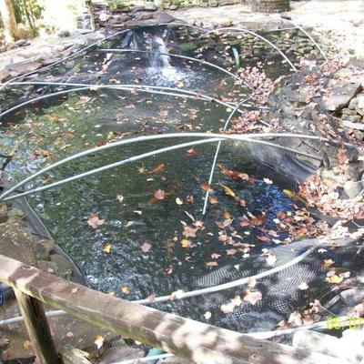 Koi Pond, these guys are looking for a new home