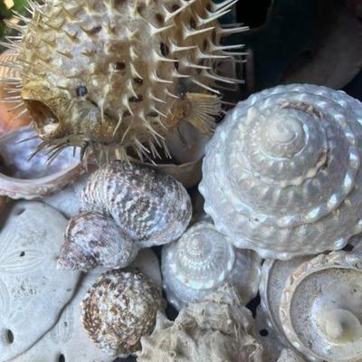 SHELLS