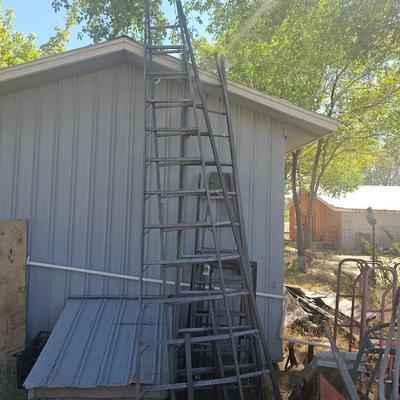 Just a few of the ladders, orchard, Werner