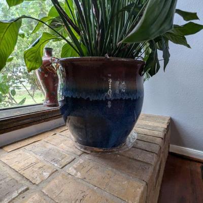 Several large planters with plants for sale all in perfect condition