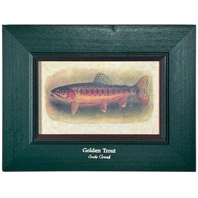 Golden Trout Print | In a green painted and captioned frame, “Soda Creek”. - w. 12 x h. 9 in (frame)

