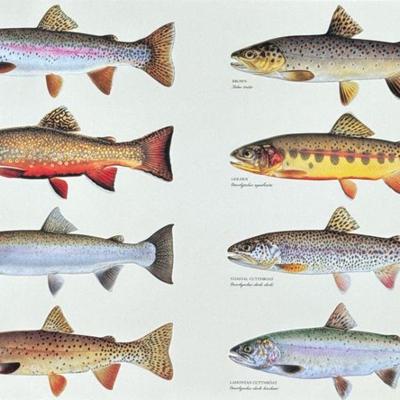 Tomelleri Trout Print | Joseph Tomrlleri, poster print illustrating eight varieties of trout. - w. 26 x h. 20 in (frame)

